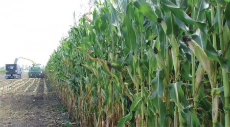 Економія ресурсів при захисті кукурудзи від лускокрилих шкідників