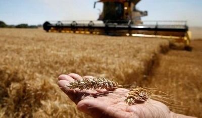 Росія вивезла до Сирії 100 тисяч тонн краденої української пшениці
