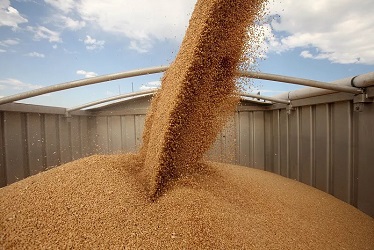 Мінекономіки прогнозує скорочення експорту зерна на 20%