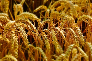 Експортні ціни на українську пшеницю почали знижуватися