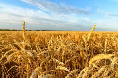 Урожай наступного року може скоротитись на 40%, — Тарас Висоцький