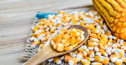 Експорт української кукурудзи перевищив 12 млн тонн