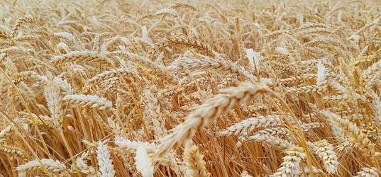 Світові ціни на пшеницю можуть вирости