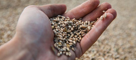 Україна може отримати рекордну валютну виручку від експорту зерна