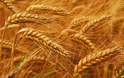 На Херсонщині може виникнути зерновий колапс