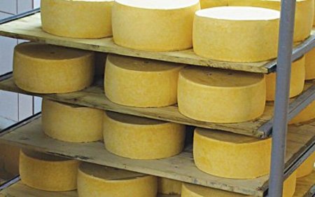 Перепони для розвитку сирного бізнесу в Україні