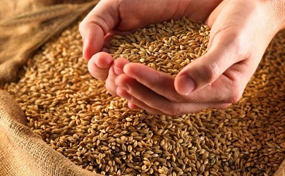 В Україні почалася форвардна кампанія на зерно врожаю 2021 року