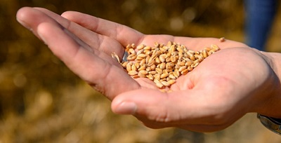 USDA в березні знову знизив прогноз глобальних кінцевих запасів пшениці