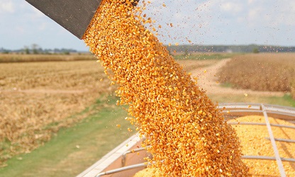 Експорт української кукурудзи в поточному сезоні досяг 15 млн тонн