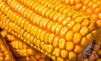 Активність укладення форвардів на кукурудзу врожаю-2021 Україні зашкалює