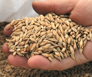 Експорт українського зерна наближається до 35 млн тонн