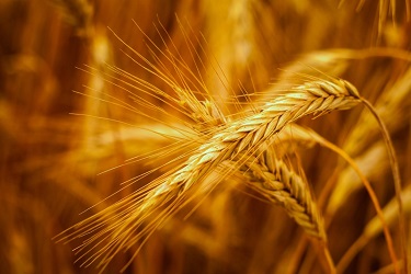 Кабмін України заборонив ввезення з Росії пшениці, жита і соняшникової олії