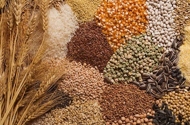 Експорт українського зерна на 11 млн тонн відстає від торішнього