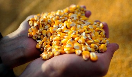 Скільки тонн агропродукції склав експорт України з моменту повномасштабного вторгнення росії