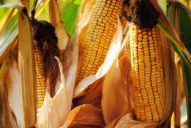 Експорт української кукурудзи в поточному сезоні перевищив 17 млн тонн