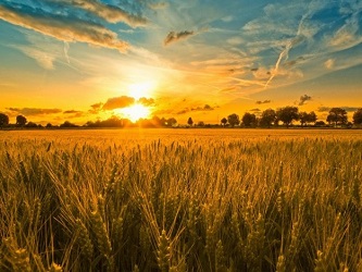 У 2021 році сільське господарство України відновить зростаючу динаміку – Юрій Лупенко