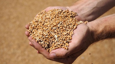 Україна може в 2-3 рази збільшити експорт зерна в Китай – Горбачьов