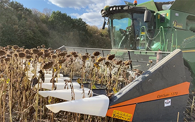 Дощі на Житомирщині зменшать урожайність соняшнику на 20%