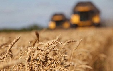 Експерти прогнозують ріст врожаю зернових на прийдешній рік