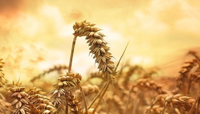 Експерти прогнозують падіння запасів зерна