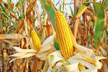 Підвищено прогноз світового виробництва кукурудзи