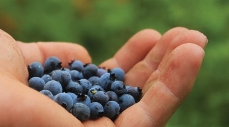 Підводні камені ягідного бізнесу