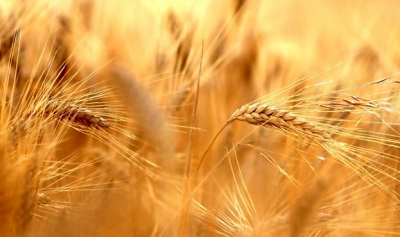 Продовольча пшениця, кукурудза і ячмінь подорожчали