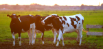 В 2023 році проєкт «Сімейні молочні ферми» залучив понад 28 млн грн від 209 інвесторів