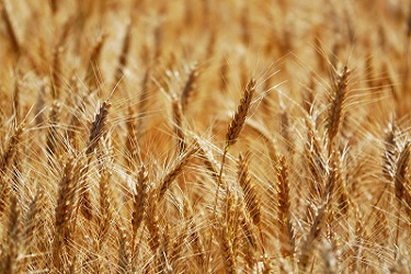Українські вчені вивели новий сорт пшениці