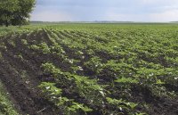 Четверте покоління засобів захисту: індуктори системної стійкості рослин