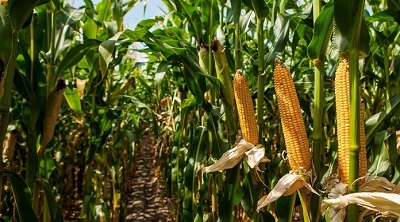 Ціни на кукурудзу продовжують зростати