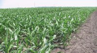 Пізній посів кукурудзи: що потрібно врахувати